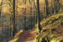 Path through Brundholme Woods